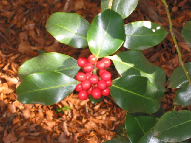 Agrifoglio gigante (Ilex aquifolium) con bacche rosse presso Timpa delle Murge