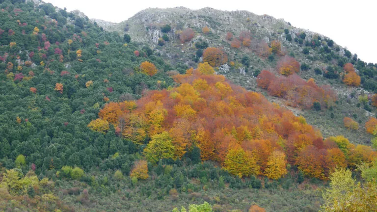 Leccio