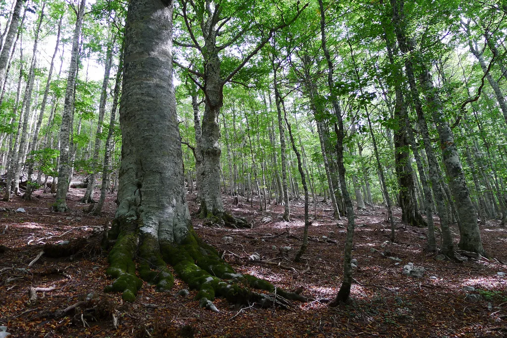 Faggete vetuste del Pollino • Patrimonio UNESCO