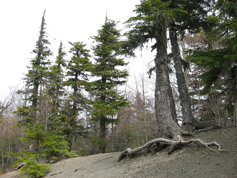 Abete bianco (Abies alba) tra i faggi del Pollino