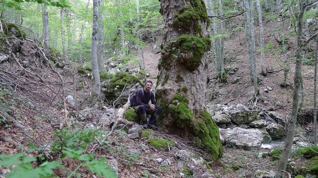 Acero di Lobel ed aceri con foliage autunnale nel Pollino