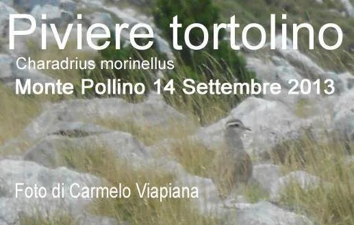 Piviere tortolino