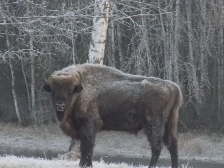 Viaggiare in Polonia: Parco Nazionale di Bialowieza