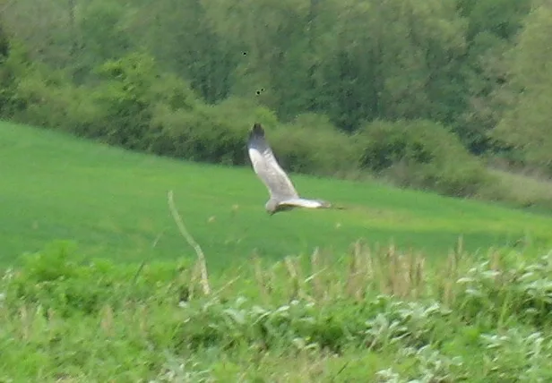 Birdwatching