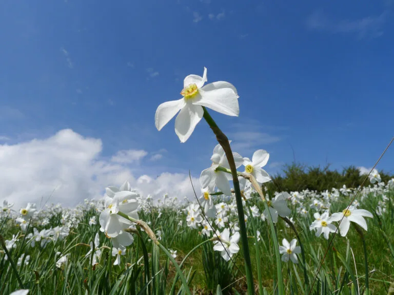 La Flora