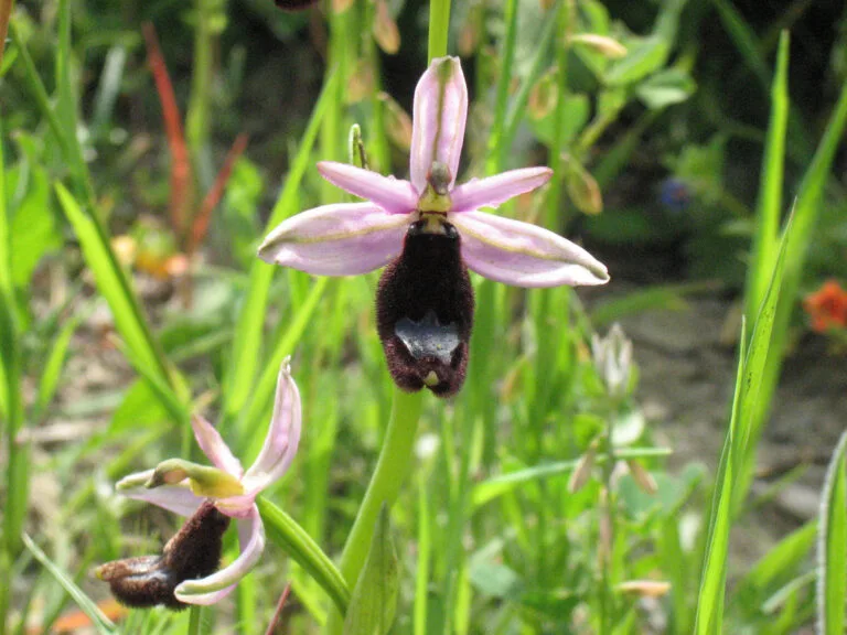 Wild Orchids Photo Hunting