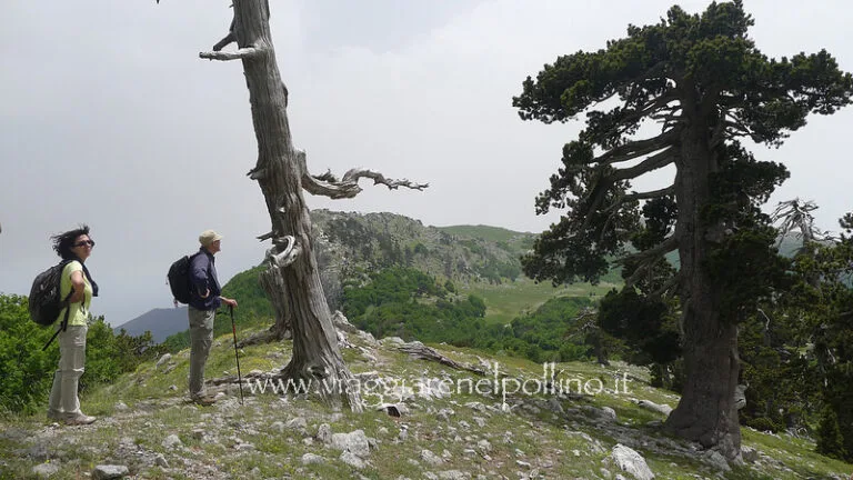Pollino in 1 settimana