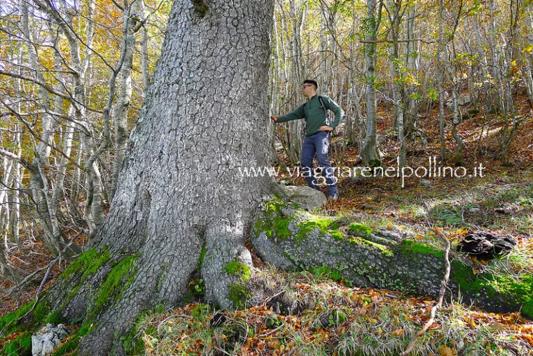 Monte Pollinello: L’Anello dei Patriarchi