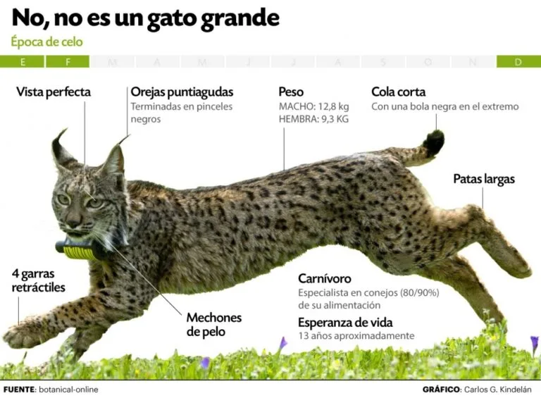 Lince