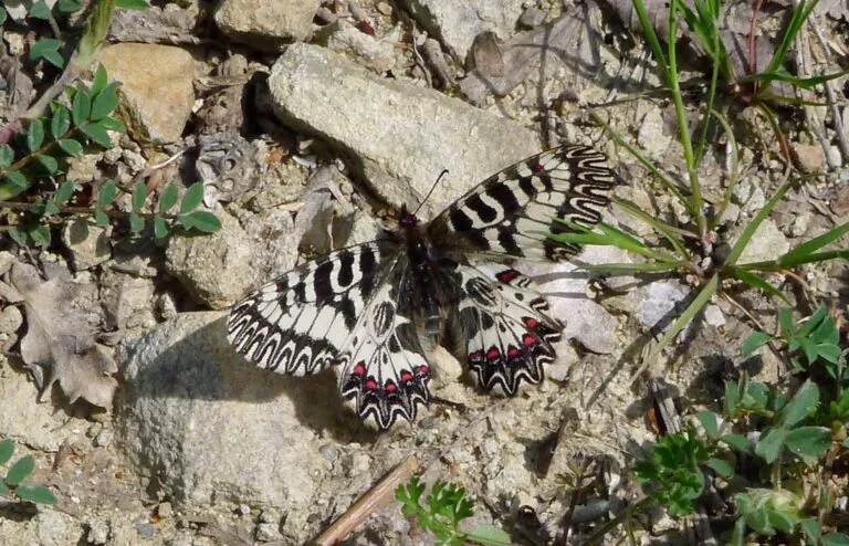 La Fauna