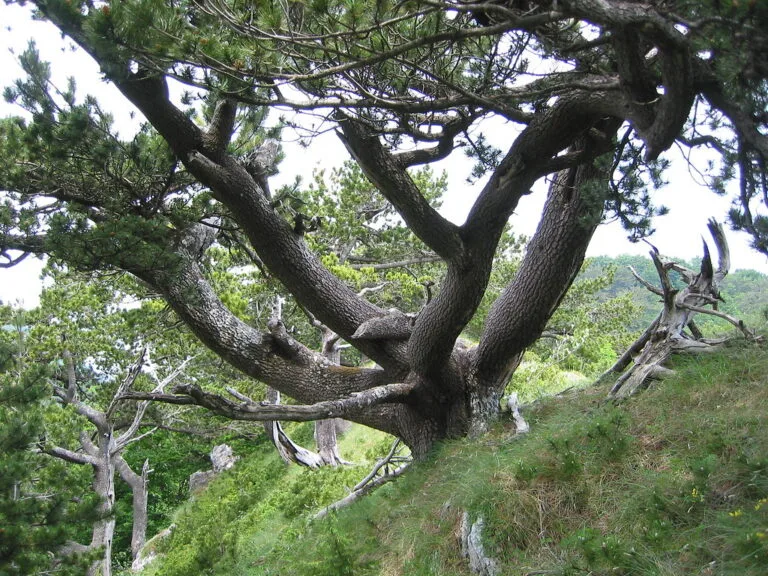 Monte la Spina: Pino Loricato alla Spina