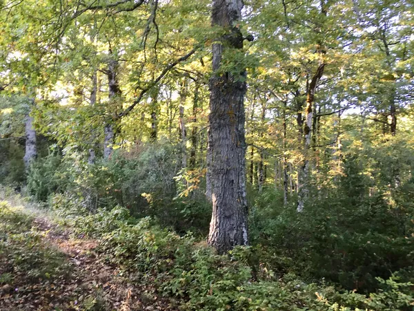 Bosco Difesa