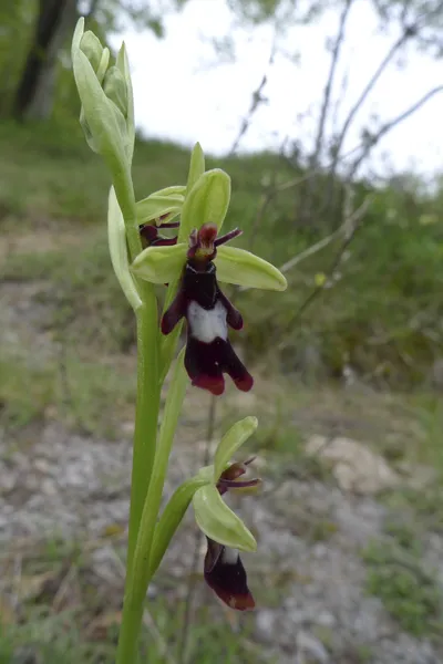 Ophrys insectifera
