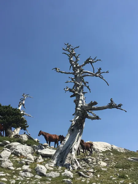 Serra delle Ciavole: Cimitero dei Pachidermi