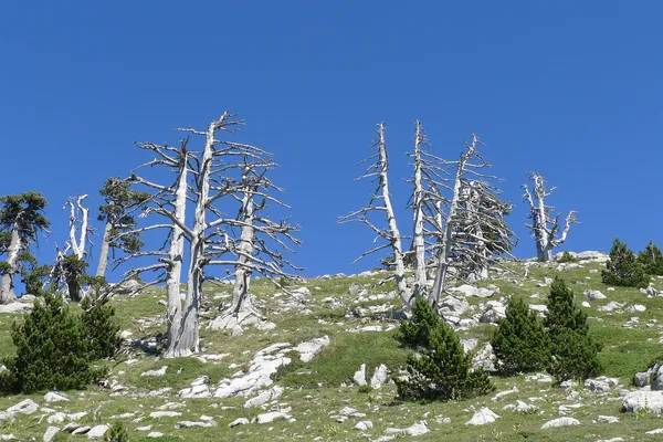 Serra delle Ciavole