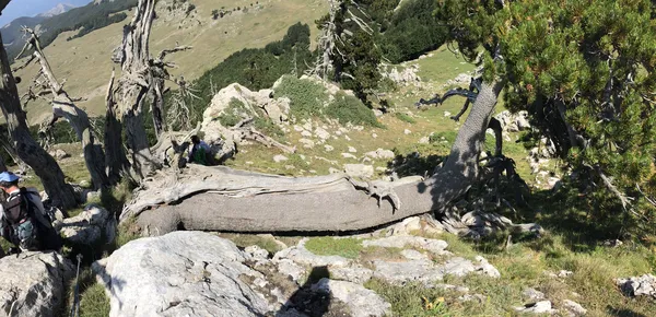 Serra delle Ciavole: Cimitero dei Pachidermi
