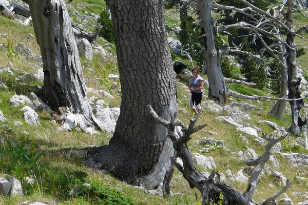 Serra delle Ciavole: Cimitero dei Pachidermi