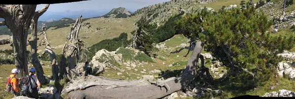 Serra delle Ciavole: Cimitero dei Pachidermi