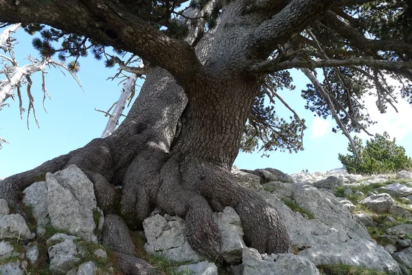 Serra delle Ciavole: Cimitero dei Pachidermi